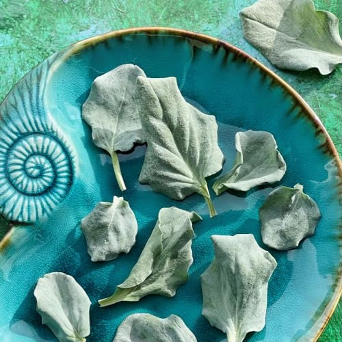 Edible Oyster Leaves - 400ml - Freeze Dried UK Product - Certified Food Grade (515)