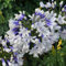 Agapanthus Twister, afrikanische blaue Lilie, ist eine herbaceous Gartenpflanze im Topf.