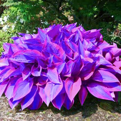 Funkien winterhart kaufen - Hosta winterhart - Winterharte Funker, Jetzt online kaufen-4knolle-G