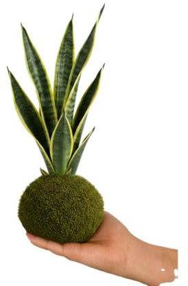 Planta Viva de Interior en Kokedama de Sansevieria – Lengua de Suegra | DECOALIVE