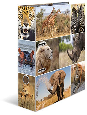 HERMA Ordner A4 Löwe Set, 10 Stück, 7 cm breit, Kinder Ringordner mit Afrika Tier Motiv, bunter Aktenordner mit Innendruck für Jungen und Mädchen