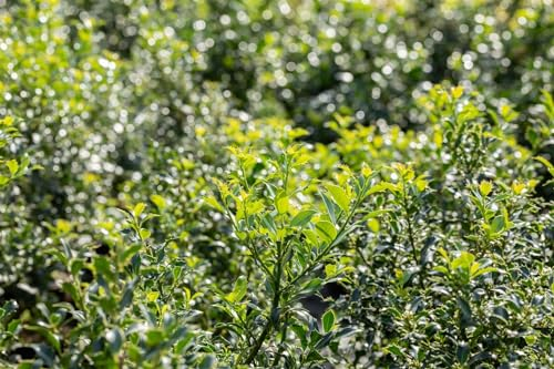 Stechpalme 'Pyramidalis' 80-100 cm Ballen Ilex aquifolium winterhart