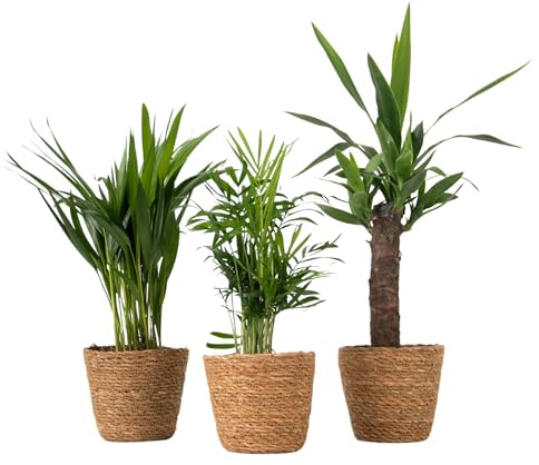 Plant in a Box - Mini palme da interno - Set di 3 con cestini decorativi - Altezza 25-40cm - Vaso 12cm - Piante da interno Areca, Yucca, Chamaedorea