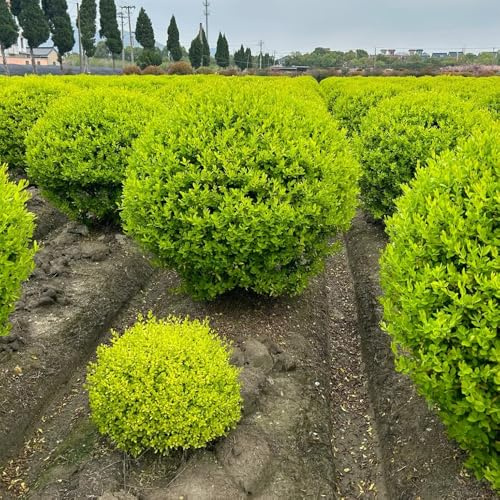 Semillas de aligustre - semillas de Ligustro lucidum, de exterior resistentes de otoño de jardín de rocas arbustos de rápido crecimiento raras 400pcs