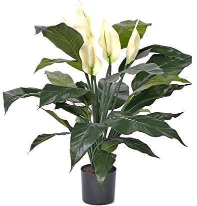 Spathiphyllum Kunstpflanze mit 5 Blüten und 29 Blätter, ca. 75cm hoch - Künstliche Friedenslilie blühend