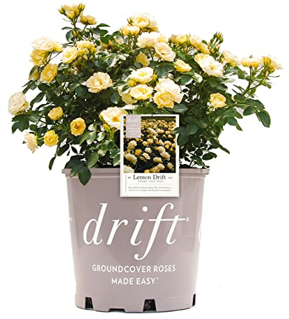 Perfect Plants Perfect Plants Lemon Drift Rose Bush 3 Gallon | Live Bushes for Outdoor Planting | Ground Cover Roses Stay Small | Bright Yellow Blooming Shrubs
