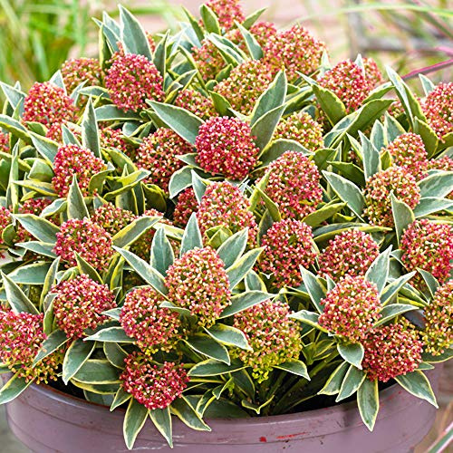 Skimmia japonica Magic Marlot | Magnifique arbuste à fleurs persistant en pot pour le jardin.