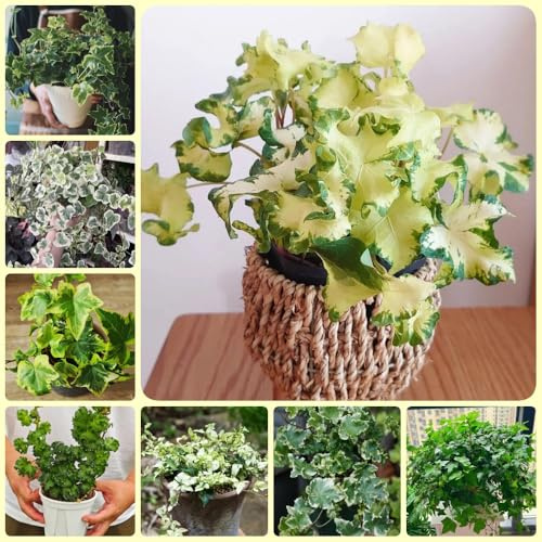 Semi di edera a crescita rapida regali per giardinieri Semi di edera verde, semi di varietà antiche regali sostenibili decorazione vegetale da parete per esterno 200pcs