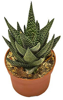 Gasterhaworthia Cactus Natural en Maceta Pequeña Planta Viva Crasa Natural Decorativa