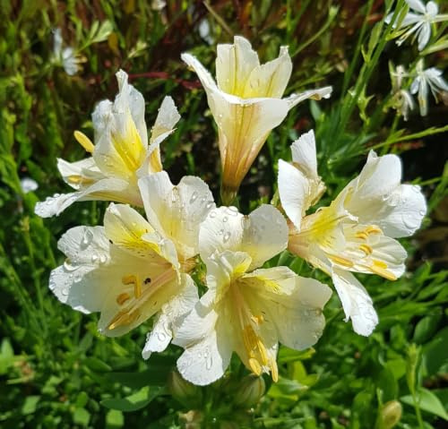 Alstroemeria x GARDEN SUMMER SKY® 'Tessumsky' / Lys des Incas/Conteneur de 3 à 4 litres/Vivace