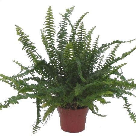 Nephrolepis Green Lady - Helecho purificador para interior (12 cm)