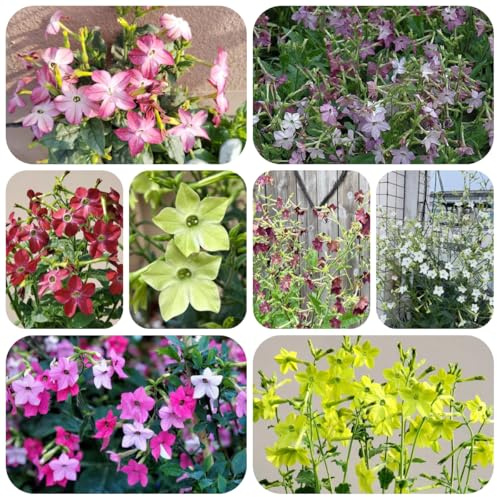 semi di tabacco ornamentale - nicotiana alata - selvatici da balcone primaverile, selvatici ornamentali decorazione 500pcs