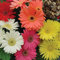 Haloppe 100 Unids Gerbera Flores Plantas Semillas para la Plantación de Jardín en el Hogar, Gerbera Semillas Graceful Gerbera Flor Semillas para Jardín Semilla de Margarita