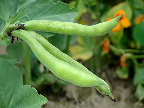 Just Seed - Vegetable - Broad Bean - Aquadulce - 80 Seeds