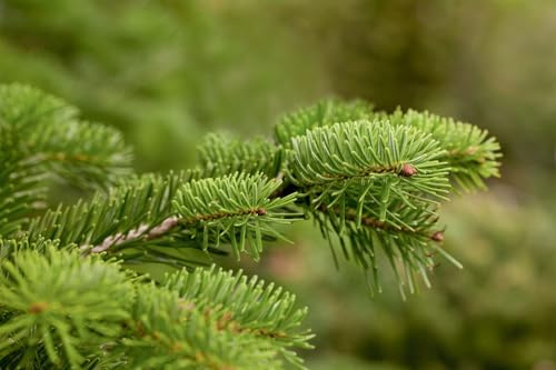 Nordmanntanne Abies nordmanniana 60-80 cm Weihnachtsbaum winterhart | Dichter Nadelwuchs, robuste Baumart, ideal für Wohnzimmer und Garten, lange Haltbarkeit, weiche Nadeln