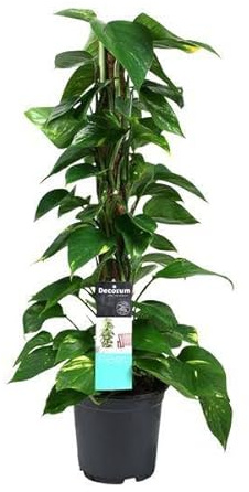 Efeutute Scindapsus Epipremnum – Ø19cm – 80cm – Pflegeleichte Rankpflanze & luftreinigende Zimmerpflanze – Große Grünpflanze für Wohnzimmer, Büro & Wintergarten