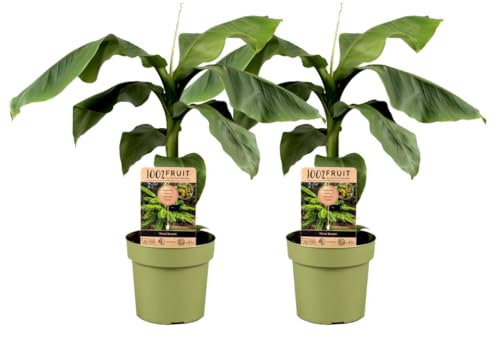 Plant in a Box - Bananenpflanze - 2er Set - Musa Basjoo - Höhe 55-70cm - Topf 21cm - Bananenbaum Winterhart