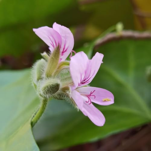 geranien, pelargonium schattenpflanzen winterharte deko balkon hochbeet gartenblumen, kräuterpflanzen seltene wildblumen 600samen