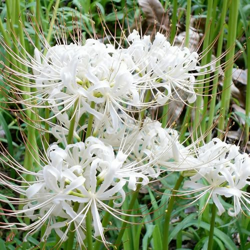 giglio ragno - Lycoris Radiata di giardino selvatico decorazione resistenti primavera ufficio 15Bulbi