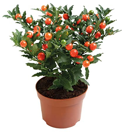 Solanum Pseudocapsicum Natural Planta de Exterior Arbustiva