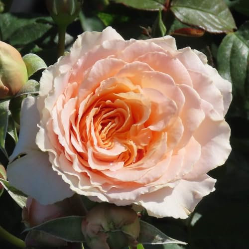 YouGarden Chris' Rose, Established Plant in 3-4 Litre Pot, Ready to Plant Bush Rose for Creamy Pink Summer to Autumn Roses, Plant in Pots, Beds, or Borders