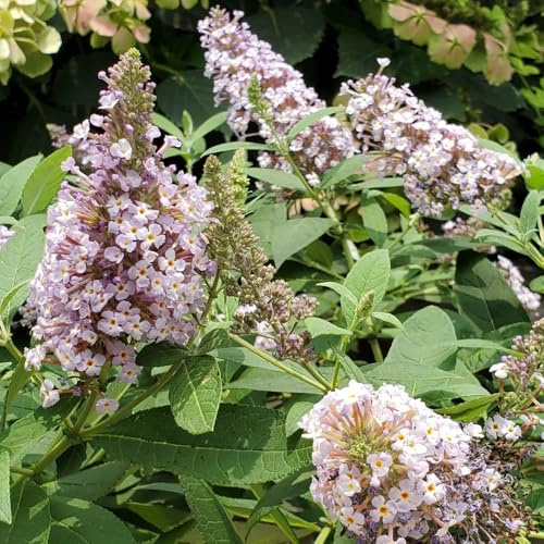 schmetterlingsflieder winterhart - exotische sommerflieder balkon steingarten 500samen