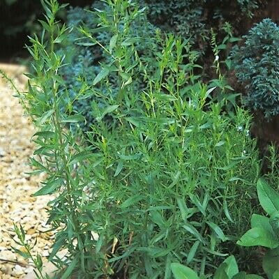 Buy4seeds 1200 Seeds Herb Seeds, Tarragon Useful for Garden and Outdoor
