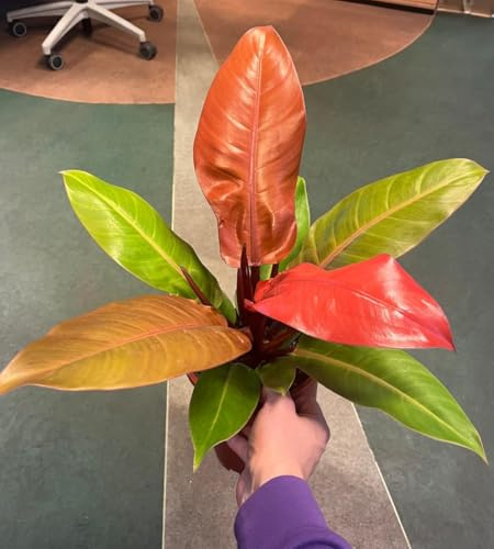 POWERS TO FLOWERS - PHILODENDRON, PHYLODENDRON PRINCE OF ORANGE, VASO 19CM, pianta vera