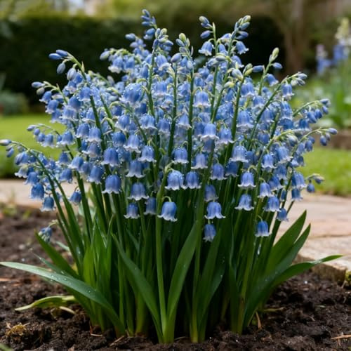 Rizoma de lirio de los valles- Lirio de los Valles resistentes- rizomas de jardín perennes- Lirio de los Valles raras para plantar en el jardín-15 Rizomas-h