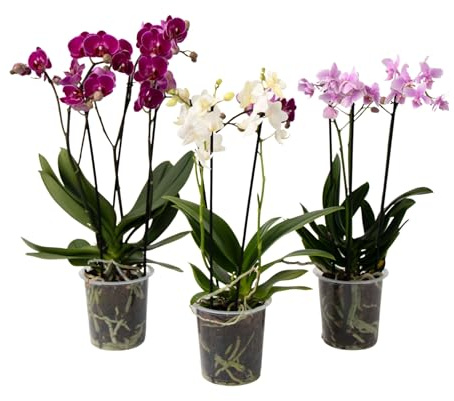 Plant in a Box - Orquídea mariposa - Set de 3 - Phalaenopsis Multiflora - Altura 35-45cm - Maceta 12cm - Planta de interior con flor - Apta para gatos