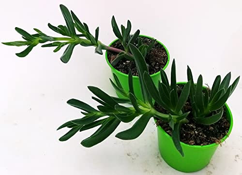 POWERS TO FLOWERS - CARPOBROTUS EDULIS, FICO DEGLI OTTENTOTTI, MESEMBRIANTEMO, A FIORE GIALLO e BIANCO, VASO 14CM DIAMETRO, pianta vera