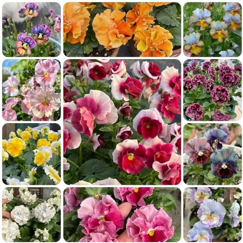 Semi di viola cornuta, Le da giardino sono Viola cornuta - acquistare di viola cornuta esotici semi di perenni 450pcs