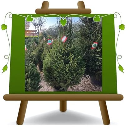 EURO PLANTS VIVAI Arbre de Noël Vraie Épicéa plantes 100% italiennes épinette Hauteur : 50-100 cm