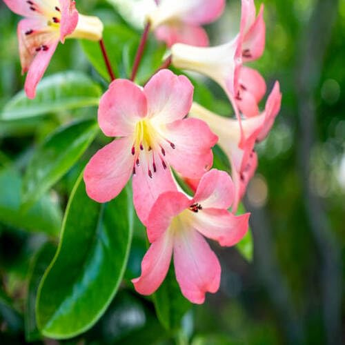 Graines de fleurs de rhododendrons Vireya roses fraîches, 100 pièces
