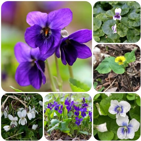 Semillas de violetas fragantes - Viola odorata - de balcón resistentes resistentes al exterior resistentes para balcones 300pcs
