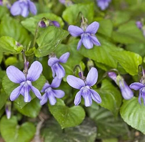 Wald Veilchen - Viola reichenbachiana