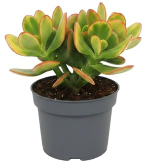 DECOALIVE Planta Suculenta Crassula Ovata, Árbol de Jade 15 cm, Maceta 10 cm para Hogar y Oficina