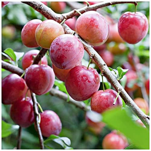 Dwarf Patio Opal Plum Tree in a 5L Pot, Miniature, Self-Fertile & Heavy Cropper, Ready to Fruit 3fatpigs®