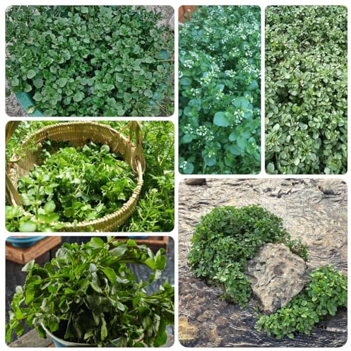 brunnenkressesamen bio, hochbeet winterharte balkon deko 150pcs