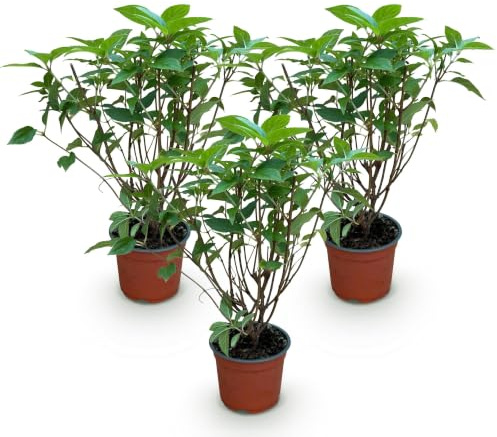 Hortensias Paniculatas Limelight para Jardín, Verde Lima, Pack de 3