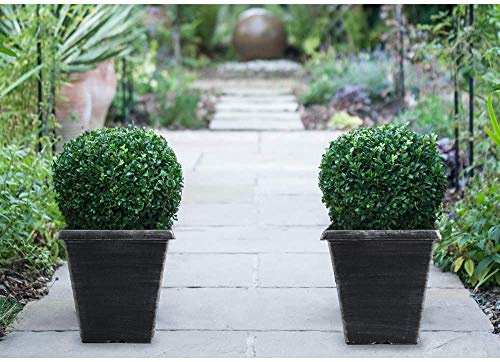 Potted Evergreen Box Ball Plant with Decorative Pots Buxus Shrub Topiary for Outdoors, Hedging 1 x Buxus semperviren Ball Plant in 23cm Pots with 1 x Biscotti Pot by Thompson & Morgan