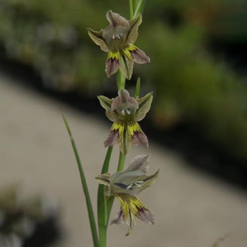 14bulbos de gladiolos raros de primaveral de temprana Cubresuelos