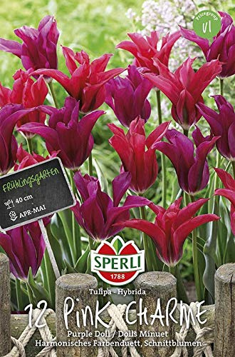 Sperli 464429 Tulpenmischung Pink Charme (12 Stück) (Herbstblumenzwiebeln)