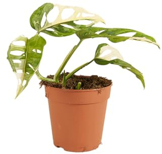Bloomique - 2er Set - Monstera adansonii Variegata - Monkey Leaf - Fensterblatt - Luftreinigende Zimmerpflanzen - Monstera Pflanze - Kletterpflanzen Zimmer – Höhe 20-25 cm - Topf 12 cm