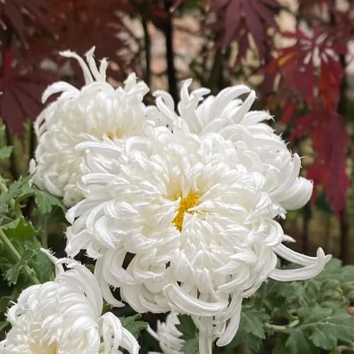 chrysanthemen topfpflanzen echt blumensamen kaufen blumenwiese herbstaussaat mehrjährig balkon deko indoor garten exotische zimmerpflanzen schmetterlingsflieder rankpflanzen 900samen