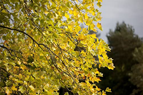 Tulpenbaum Liriodendron tulipifera 80-100 cm Solitär winterhart | Schnellwachsend, dekorative Blueten, sonniger bis halbschattiger Standort, robust, ideal als Blickfang im Garten