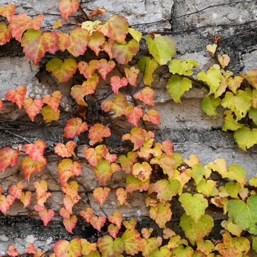 500 pezzi semi di scalatrice resistenti balcone di Parthenocissus tricuspidata, resistenti per giardino, perenni, giardino
