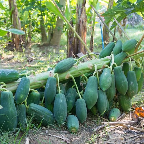 semi di papaya - resistenti in vaso giardino interno biologici balcone 150pcs