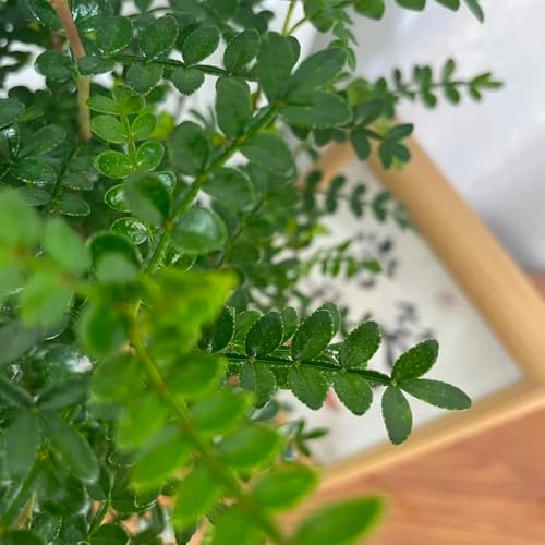 Pfefferbaum, Zanthoxylum piperitum, immergrüne stauden winterhart mehrjährig grünpflanzen winterharte für garten seltene 10Samen