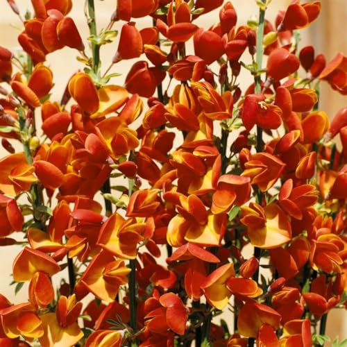 Cytisus scoparius 'Lena' 60–80 cm – Winterhart, Mehrjährig, Pflegeleicht – Besenginster – Zierstrauch für Garten & Beet